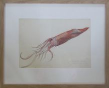 Framed watercolour of a squid 'Starfish Bay: Signy Island caught by hand 14.4.