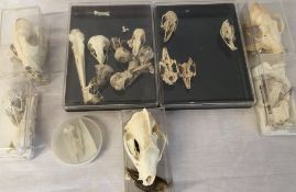 Quantity of bird & mammal skulls