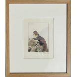 Framed watercolour of a Pine Marten by Richard Maitland Laws CBE FRS ScD (1926-2014) - Director of