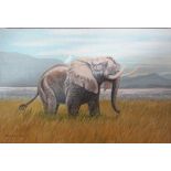 Unframed oil on board of an elephant by Richard Maitland Laws CBE FRS ScD (1926-2014) - Director