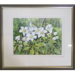 Watercolour 'Helleborus Niger' by Lyn Calam 45 cm x 39 cm (size including frame)