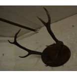 Mounted antlers