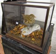 Cased taxidermy thrush in naturalistic setting 31 x 22 x 37 cm