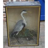 Taxidermy heron in a glass front case