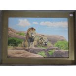 Framed oil on board of lions by Richard Maitland Laws CBE FRS ScD (1926-2014) - Director of