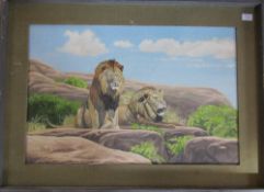 Framed oil on board of lions by Richard Maitland Laws CBE FRS ScD (1926-2014) - Director of