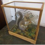 Cased grey squirrel in naturalistic setting H 36 cm L 33 cm D 19 cm