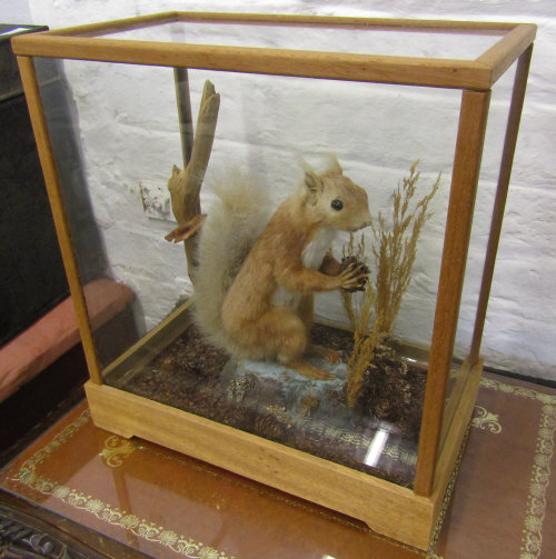 Cased red squirrel in naturalistic setting H 36 cm L 33 cm D 19 cm