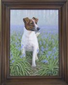 Framed acrylic on board 'Bluebell' Jack Russell Terrier by Alan Phillips 50.