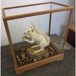 Cased white/albino squirrel in naturalistic setting H 36 cm L 33 cm D 19 cm