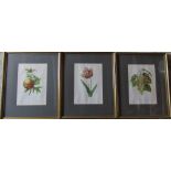 3 framed P J Redoute prints - tulip, cornichons blancs & grenade 47.