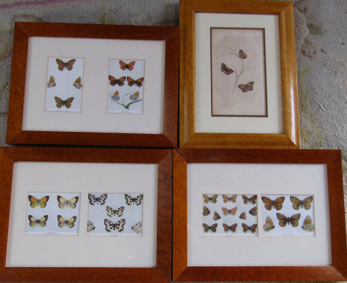Selection of framed Edwardian prints of butterflies