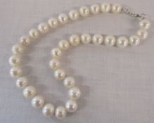 Hand knotted string of freshwater cultured pearls with silver clasp in presentation case L 37 cm
