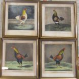 Set of 4 19th century cock fighting engravings - Yorkshire Hero, The Champion,