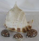Large conch shell H 20 cm L 26 cm & 3 others