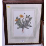 A set of four 20th century botanical prints, in wooden frames