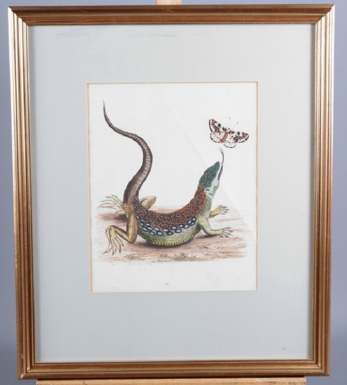 An 18th century hand-coloured engraving of a lizard with butterfly, in gilt frame, a colour