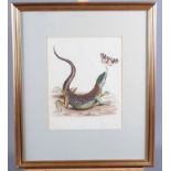 An 18th century hand-coloured engraving of a lizard with butterfly, in gilt frame, a colour