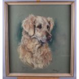 Marjorie Cox: pastels study of a golden retriever, 19 1/2" x 18", in painted frame