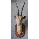 Taxidermy: a head of a small antelope, backboard inscribed "Gazelle T T P White Nile 1903", and a