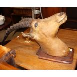 Taxidermy: a head of an antelope