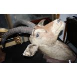 Taxidermy: a head of an antelope, mounted on oak backboard, inscribed "Roan T T P White Nile 1902"