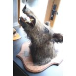 Taxidermy: a head of a wild boar, plaque to oak backboard inscribed "Vautrait du Duc de