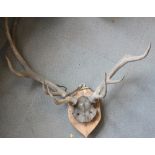 A pair of eight-point antlers, on backboard, one antler cut down
