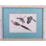 A Chinese watercolour on pith paper, insects and pheasants, 7" x 5", in strip frame, a 1930s