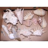 A collection of tropical shells, mostly Malay, various