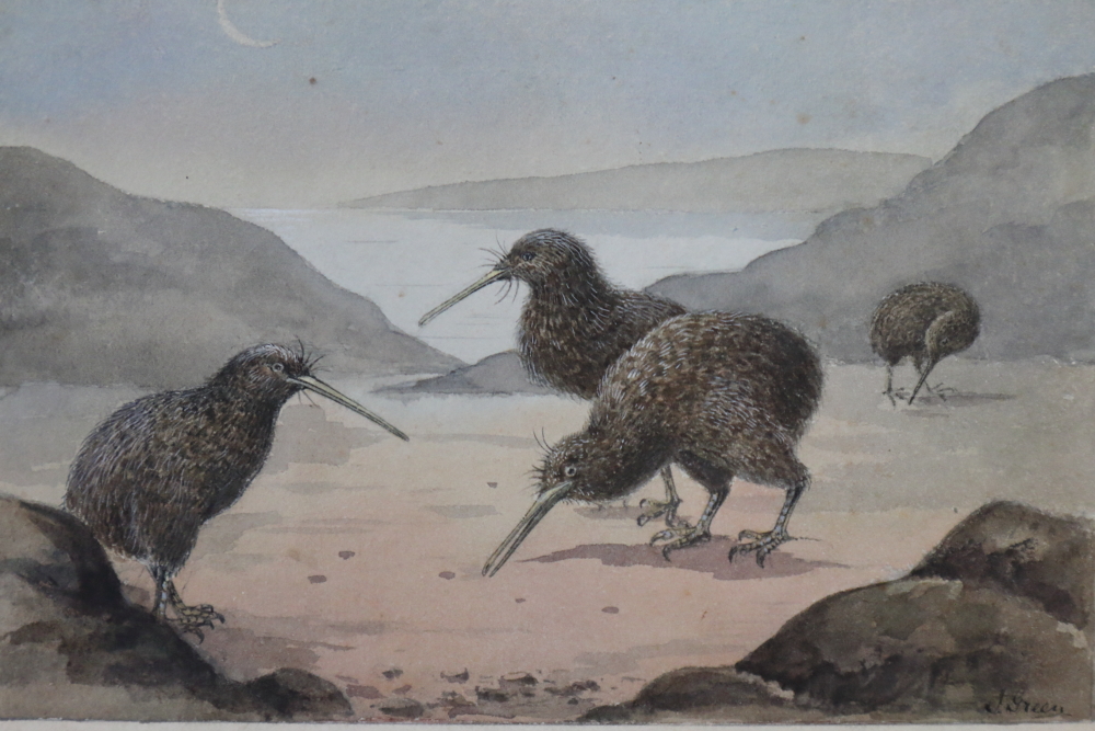 J Green?: a set of eleven early 20th century watercolours of birds and fish, signed with pencil