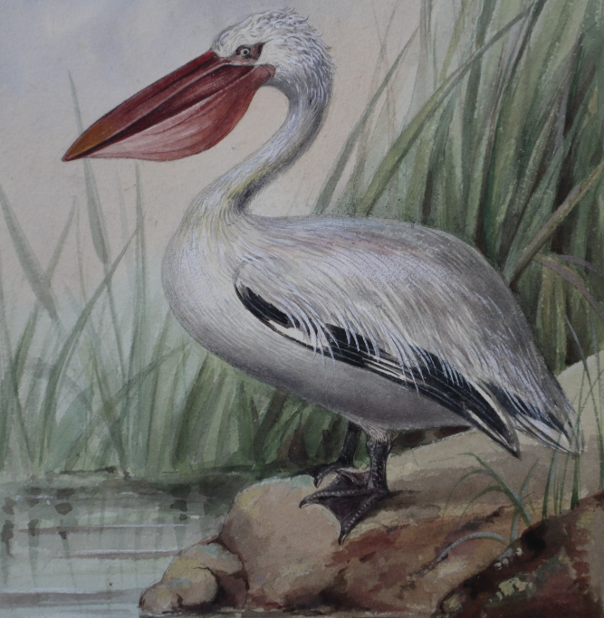 J Green?: a set of eleven early 20th century watercolours of birds and fish, signed with pencil - Image 16 of 18