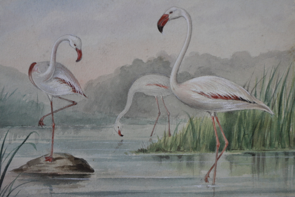 J Green?: a set of eleven early 20th century watercolours of birds and fish, signed with pencil - Image 5 of 18