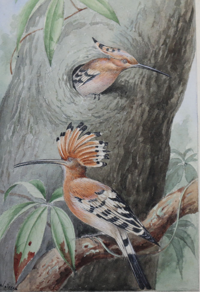 J Green?: a set of eleven early 20th century watercolours of birds and fish, signed with pencil - Image 3 of 18