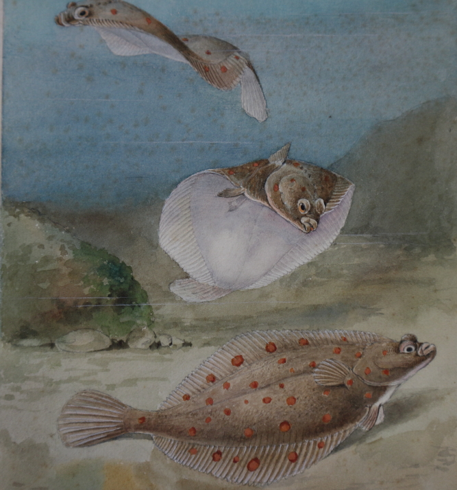 J Green?: a set of eleven early 20th century watercolours of birds and fish, signed with pencil - Image 18 of 18