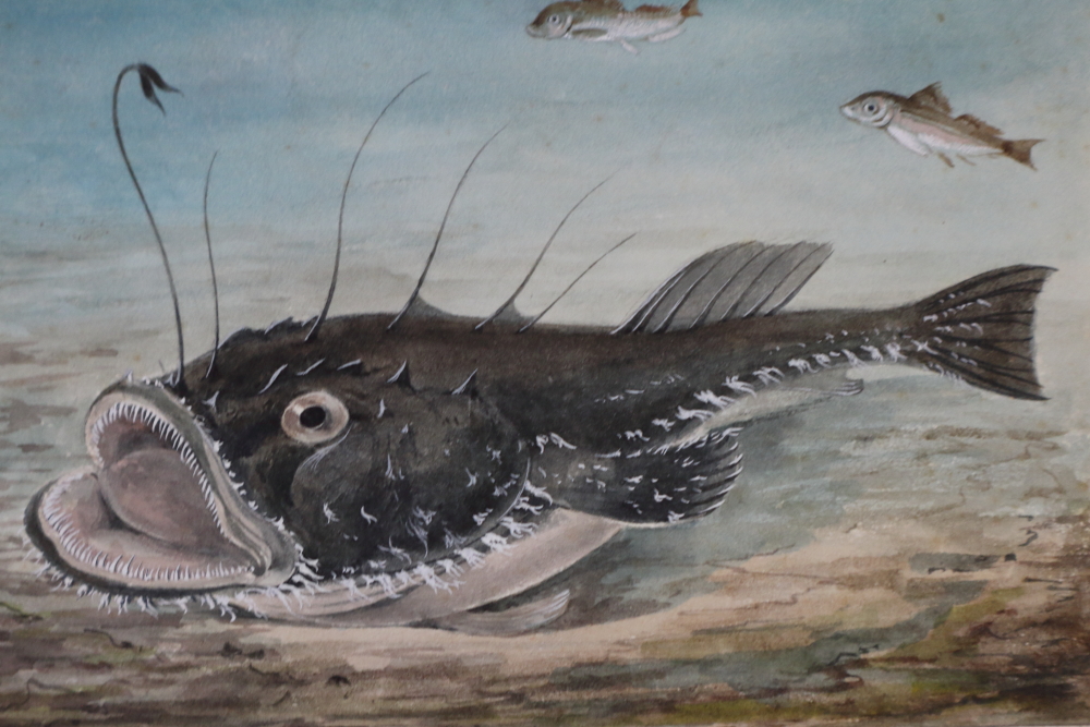 J Green?: a set of eleven early 20th century watercolours of birds and fish, signed with pencil - Bild 7 aus 18