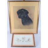 Marjorie Cox: a watercolour, head of a black Labrador dog, "Phoebe 1992", 17" x 14", and three