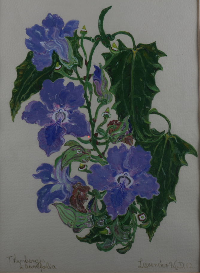 W D Lavender: a botanical pastel drawing of Thumbergia Laurifolia, 14" x 10", three coloured - Image 6 of 6