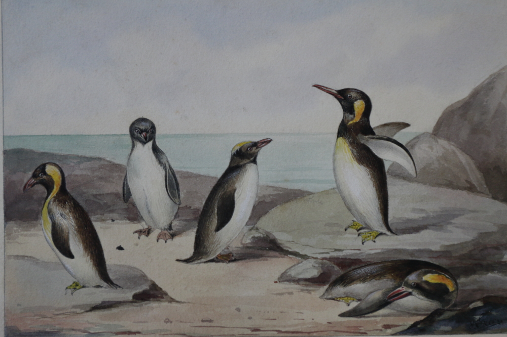 J Green?: a set of eleven early 20th century watercolours of birds and fish, signed with pencil - Bild 11 aus 18