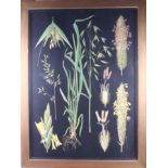 A pair of 19th century botanical illustrations, "Crops", on black grounds, in gilt frames