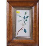 A 19th century watercolour and a print still life of flowers, in frames