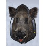 An early 20th century taxidermy boar's head, on painted oak shield, 35" high, together with un-