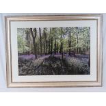 A large contemporary print depicting leafy forest with bluebells under,