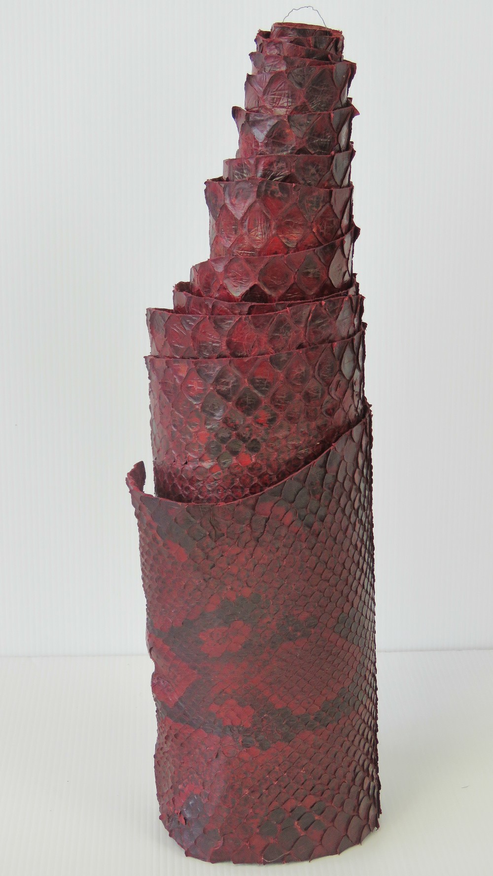 A tanned and red stained snakeskin measu - Image 2 of 2