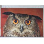 A large stretched canvas photographic print of a long eared owl, 101 x 153cm.