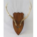 A shield mounted pair of Sika stag antlers dated 2012.
