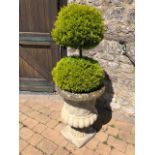 A good pair of Haddon stone 'woven' urns, each with double ball conifer within.