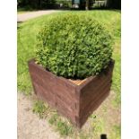 A pair of box bushes planted within square shaped homemade planters, each measuring 91cm square.