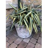 A good pair of Haddon stone 'woven' concrete garden planters, each standing 50cm high.