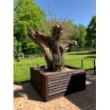 A large three branch Olive tree in oak panelled planter,